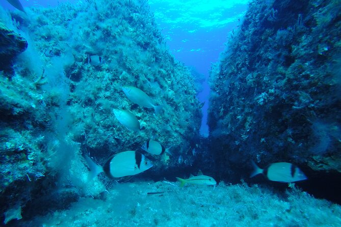 90-Minutes Glass Bottom Trip With Quick Dip - Setting out from Paphos Harbour