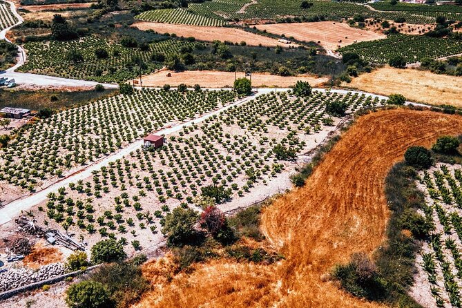 Afternoon Tour to Agios Neophytos Monastery with Wine Tasting - Why this Paphos afternoon pairing works