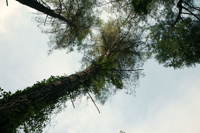Beauty, Nature and Charm of Troodos Mountains from Paphos - Omodos offers the most authentic village experience