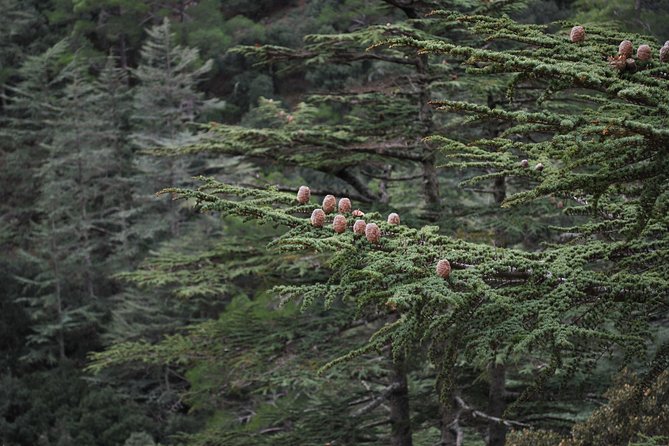 Beauty, Nature and Charm of Troodos Mountains from Paphos - The small-group setup changes the feel of the day