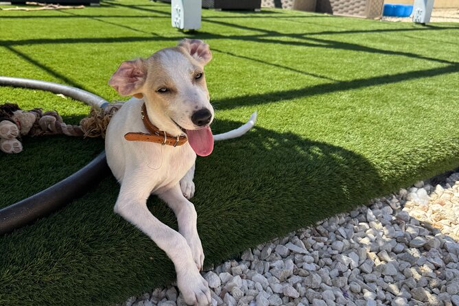 Coffee Cake and Cuddles with Rescue Puppies in a Sea View Villa - Key points to know before booking