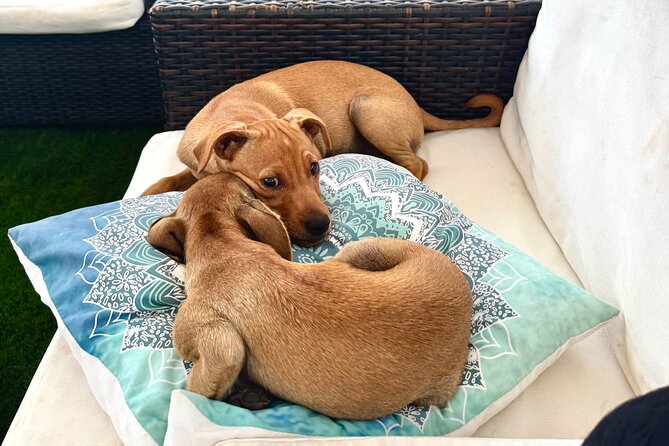 Coffee Cake and Cuddles with Rescue Puppies in a Sea View Villa - Cake, coffee, and plant-based choices