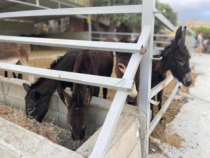 Cypriot Traditions and Donkey Adventures - Key points at a glance