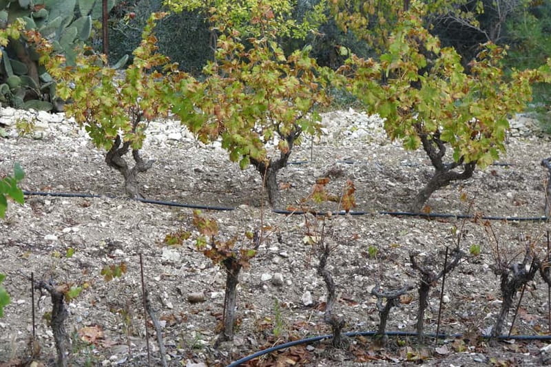 Cyprus: Troodos Mountain Food & Wine Tasting Tour with Lunch - A full day from Limassol into the Troodos mountains