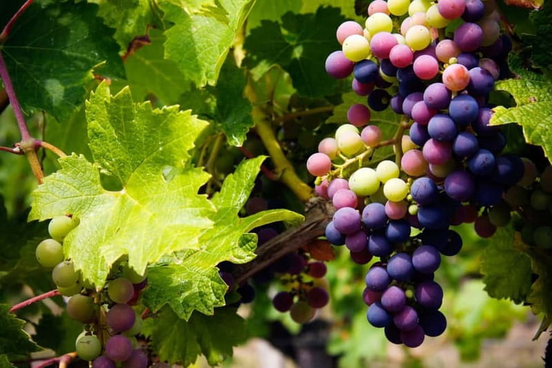 Cyprus: Troodos Mountain Wine Tour with a Local - Family Wineries and Cypriot Wine Tasting