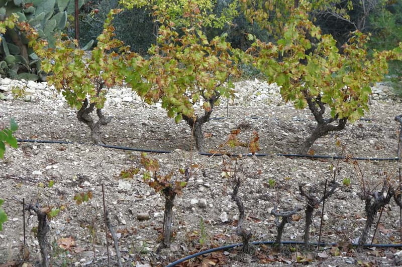 Cyprus: Troodos Mountain Wine Tour with a Local - Is $155 Good Value?