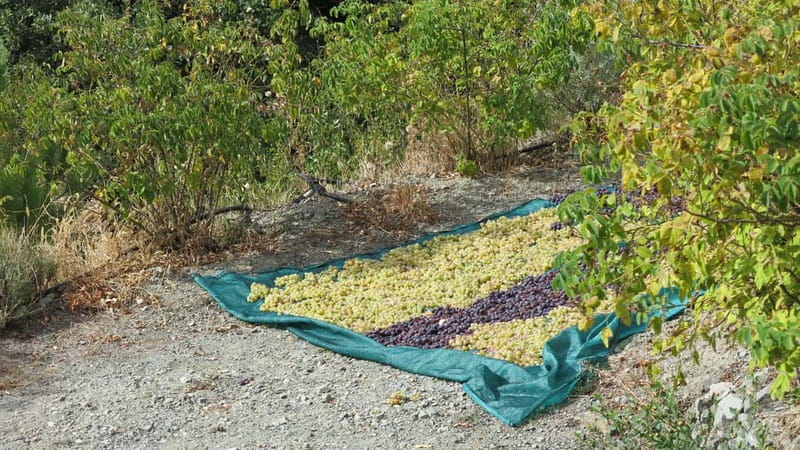 Cyprus: Troodos Mountains Villages and Wineries Tour - Key points at a glance