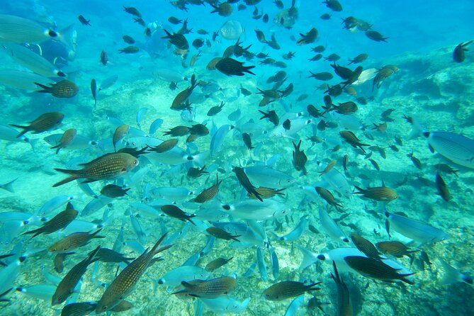 Discover Scuba diving - Families, children, and language