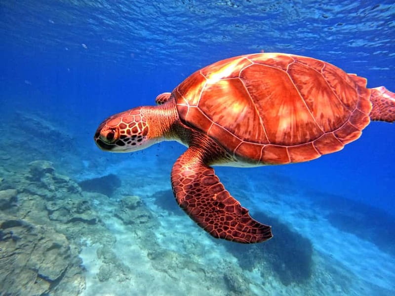 Discover Scuba Diving Experience - Instruction, safety, and the small-group feel