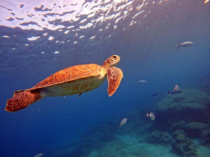 Discover Scuba Diving Experience - Practical tips for a smoother morning or afternoon