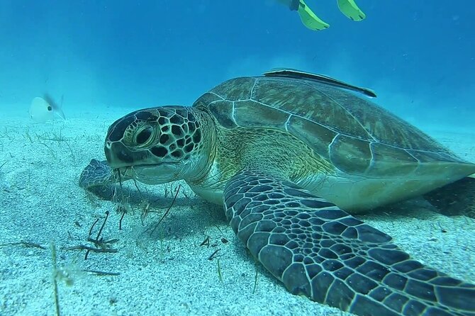 Discover SCUBA Diving with Pissouri Bay Divers - Key Things To Know Before You Book