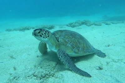 Discover SCUBA Diving with Pissouri Bay Divers