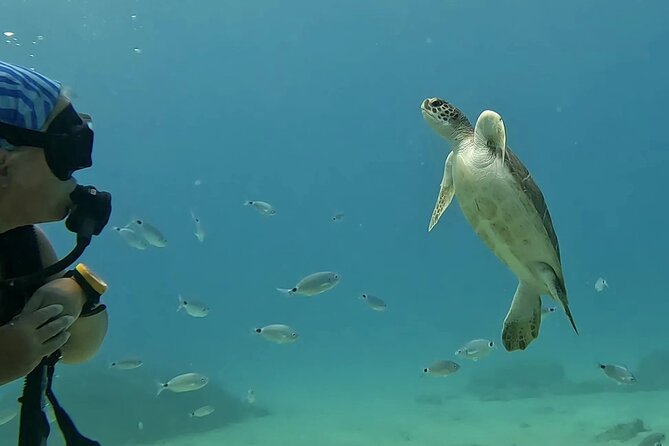 Discover SCUBA Diving with Pissouri Bay Divers - Up To One Hour Exploring A Cyprus Dive Site