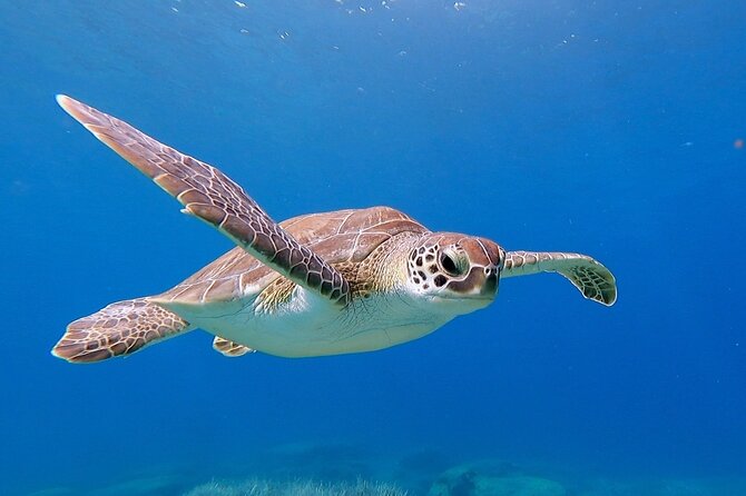 Diving for licensed divers - Key points to know before booking