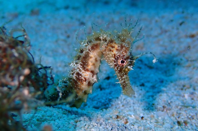 Diving for licensed divers - Equipment, briefings, and the missing computer
