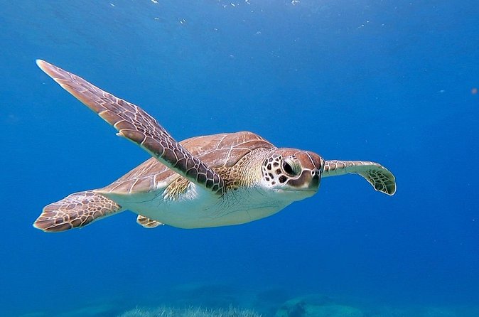 Diving for licensed divers - Is $132.45 a fair price?