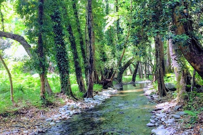Explore Paphos forest with e-mountain bikes - What the $154.88 Price Buys You