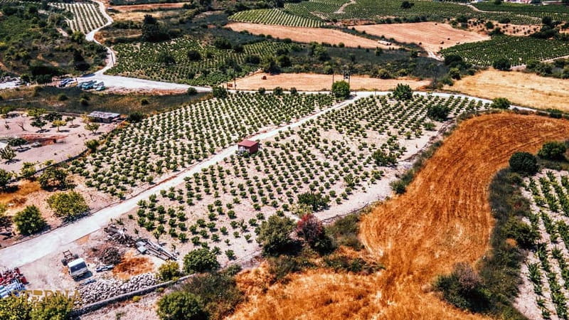 From Paphos: Afternoon Tour to Agios Neophytos Monastery - Should you book the Ayios Neophytos and Kathikas tour?