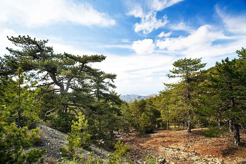From Paphos: Caledonia Waterfalls Walking Tour with Lunch - Platres, the trailhead in the Troodos Mountains