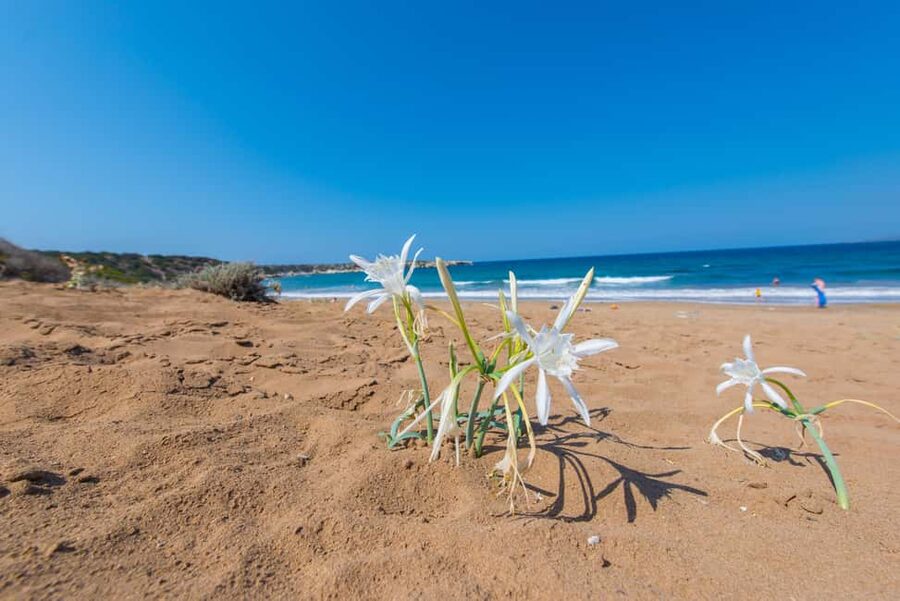 From Paphos or Limassol: Akamas National Park Jeep Safari - Sea Caves and the first taste of the coast