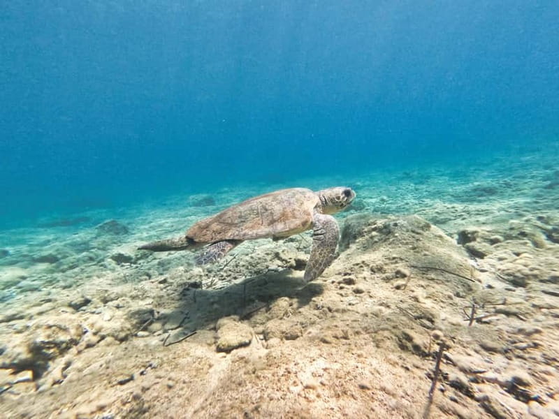 FROM PAPHOS: Snorkeling at the Marine Park (shore) - What to bring for a comfortable session