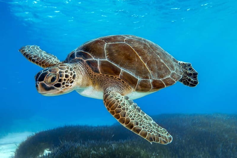 From Protaras: Cruise to Blue Lagoon, Turtle Cove & Sea Cave - Swimming at Blue Lagoon