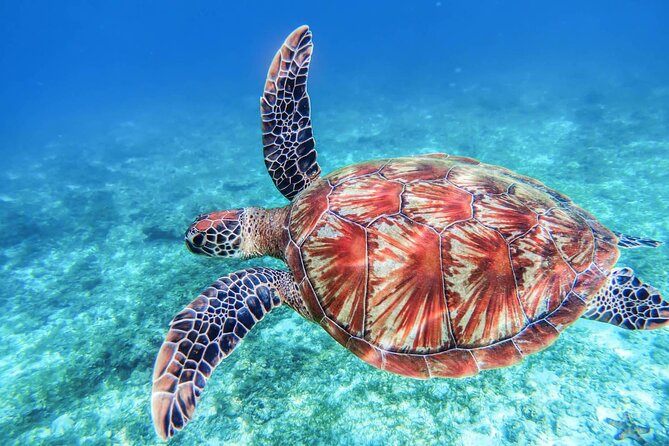 From Protaras: Turtle Cove & Blue Lagoon Cruise - Cape Greco and its sea caves