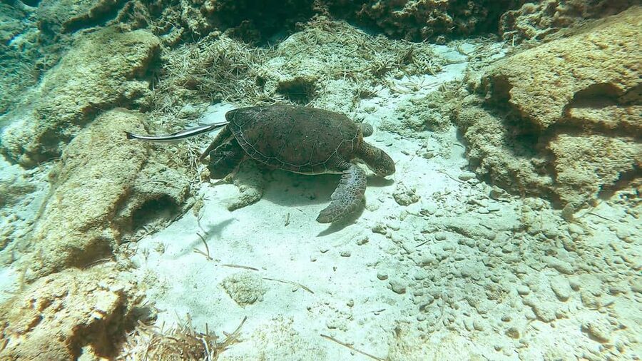 Green Bay Cyprus - Scuba diving - Guided Dive or Try Dive - Who should book this experience