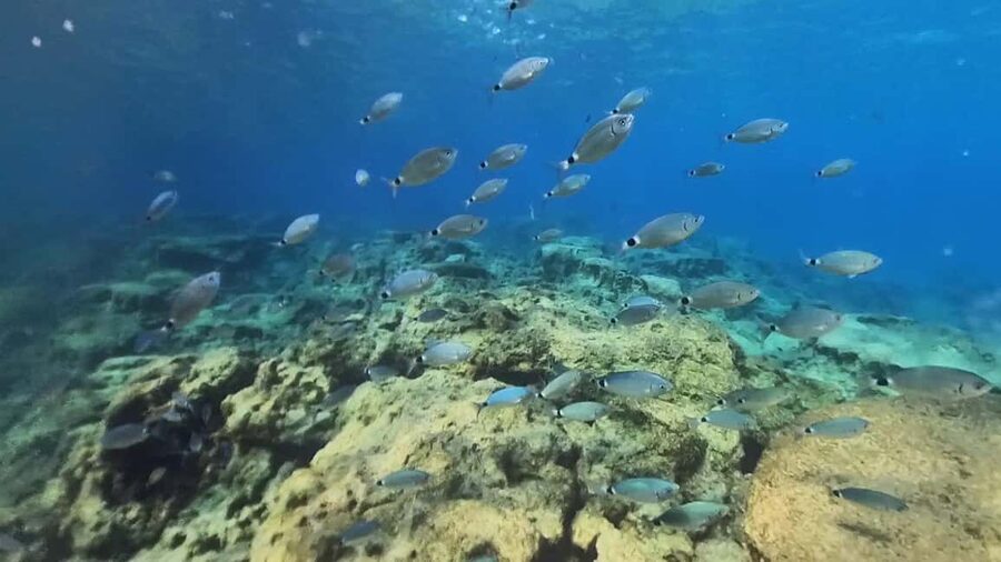 Green Bay Cyprus - Scuba diving - Guided Dive or Try Dive - An underwater sculpture park adds a twist