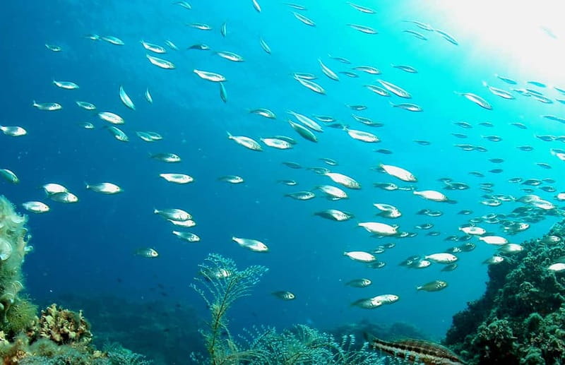 Green Bay Cyprus - Scuba diving - Guided Dive or Try Dive - Hotel pickup keeps the morning simple