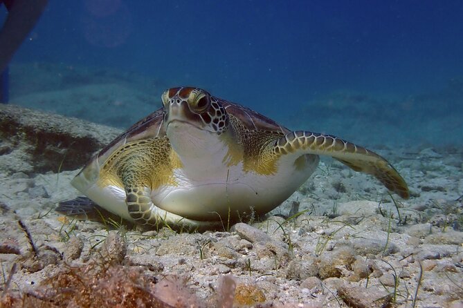 Guided snorkeling trip to the turtles in Protaras - Key points to know before booking