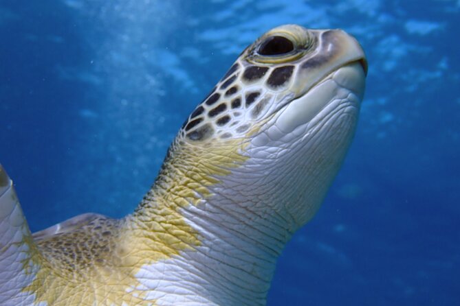 Guided snorkeling trip to the turtles in Protaras - Meeting up at 3:00 pm around Protaras