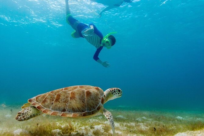 Guided snorkeling trip to the turtles in Protaras - A small group makes family outings easier