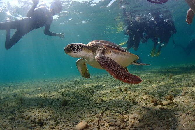 Half-Day Scuba Diving Tour - Discover Scuba Diving! - The Roman Wall: your first sea session