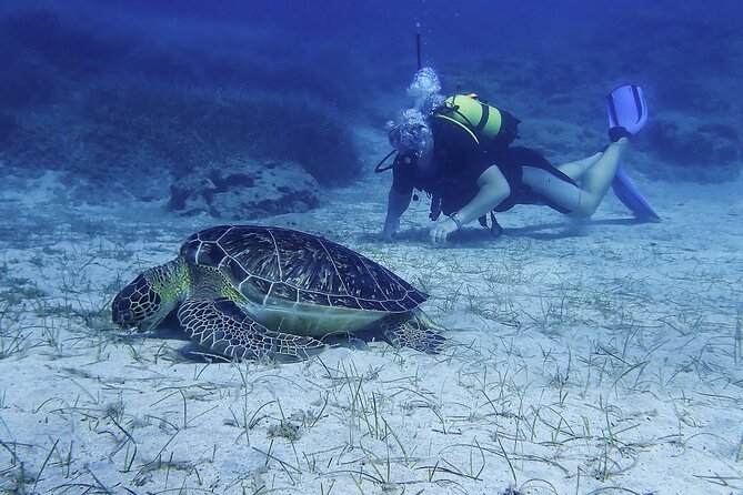 Introductory diving in small groups - What You May See Beneath Green Bay