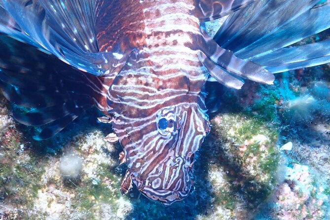 Jubilee Shoals guided boat dives - Key points to know before booking