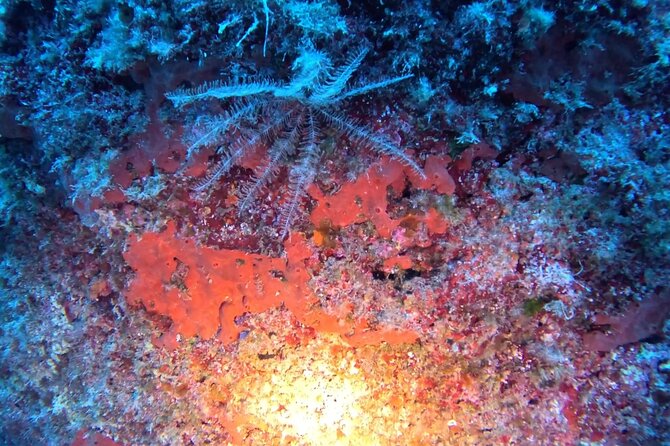 Jubilee Shoals guided boat dives - What the four-hour schedule includes