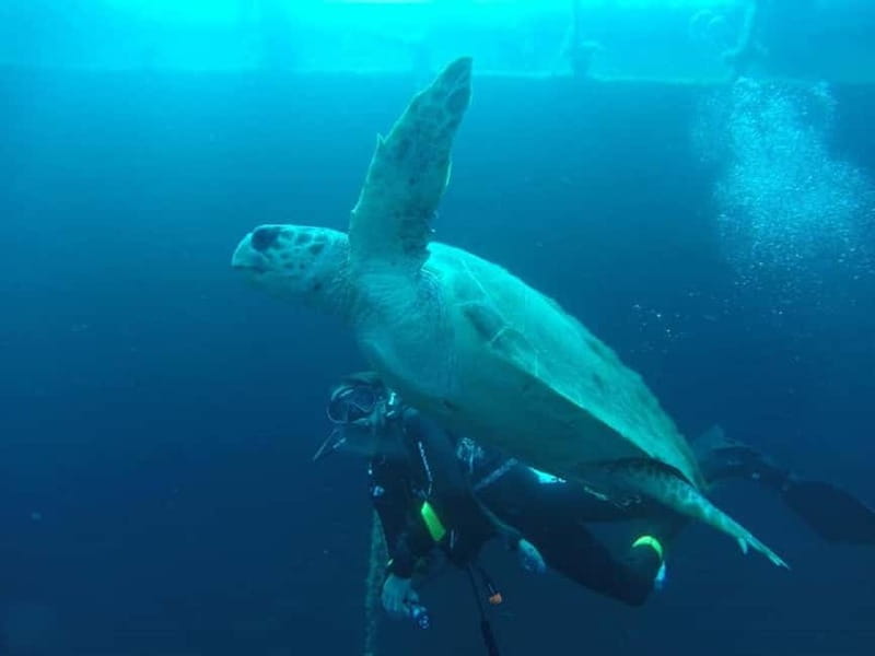 Larnaca: Private Zenobia Beginners Divers - Key points about the Zenobia session