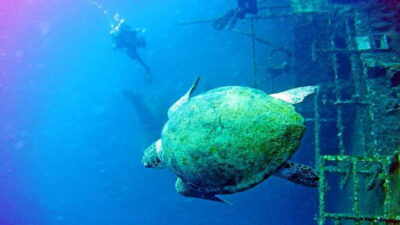 Private Zenobia Beginners Divers