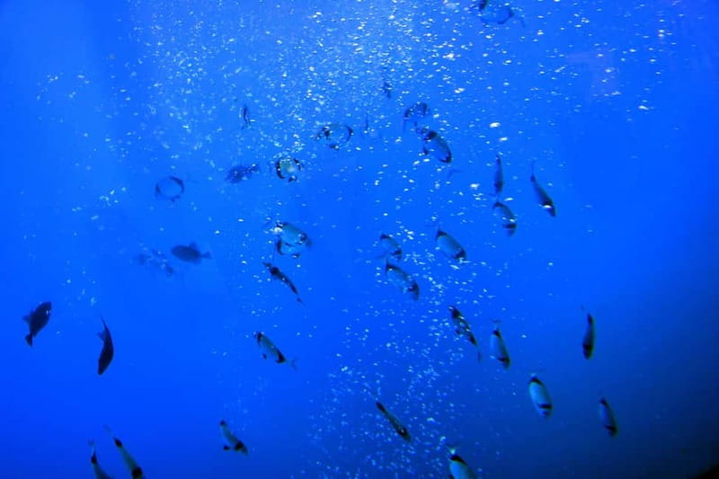 Larnaca: Yellow Submarine Swim Cruise with Unlimited Drinks - The swim and snorkel stop above the wreck