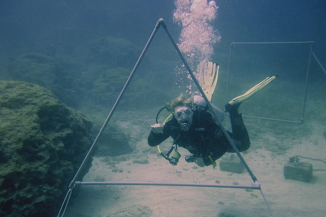 Local Guided Dives (for certified/licensed divers) - What the three-hour outing is really like
