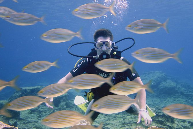 Local Guided Dives (for certified/licensed divers) - Why the small group is worth paying for