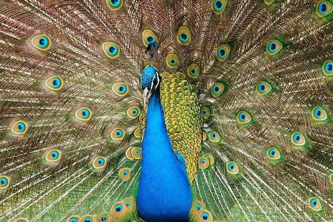 Pafos Zoo Ticket - Key points to know before visiting