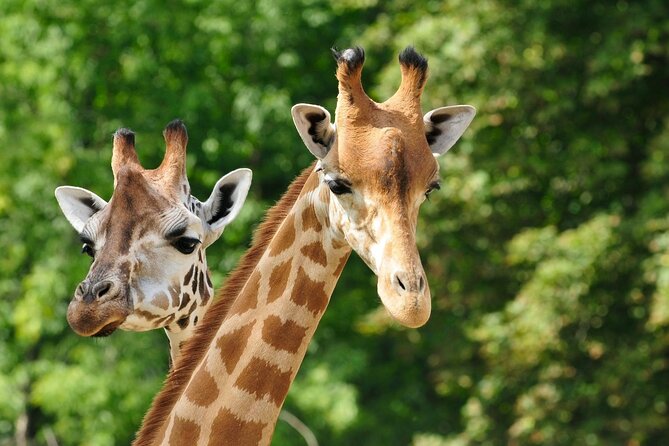 Pafos Zoo Ticket - What your Pafos Zoo ticket includes