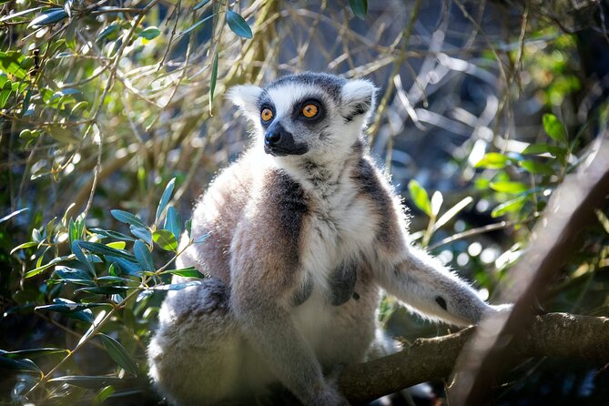 Pafos Zoo Ticket - Walking through the animal areas