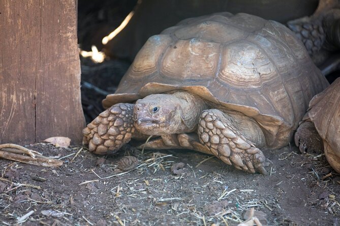 Pafos Zoo Ticket - The parrot show and children’s farm
