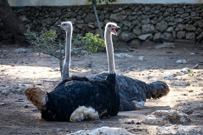 Pafos Zoo Ticket - Lemur encounters and the extra cost