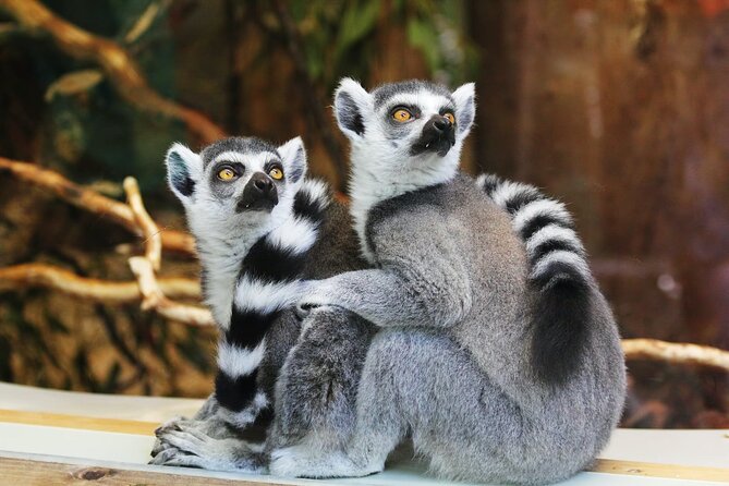 Pafos Zoo Ticket - How long should you stay?