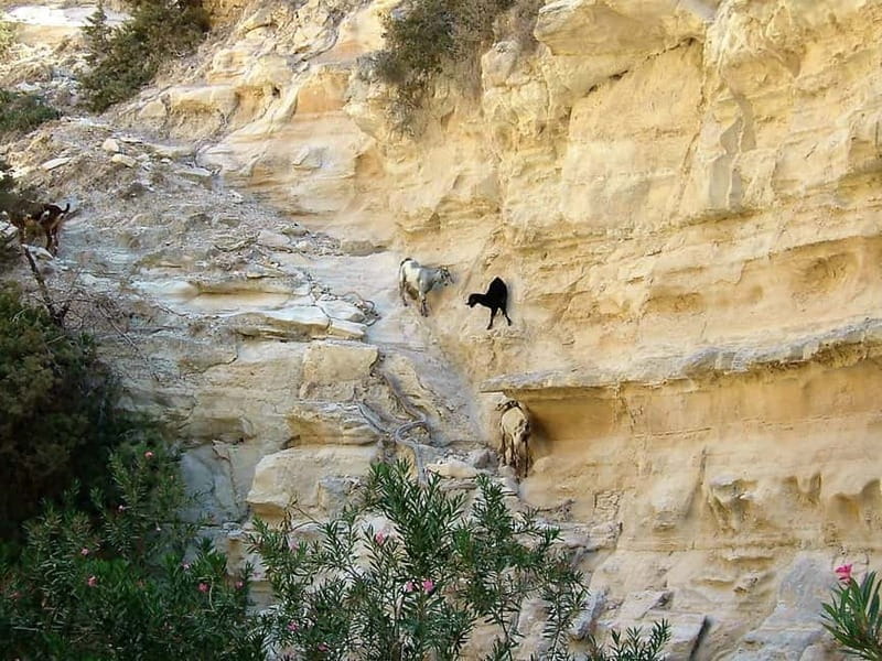 Paphos: Land Rover Jeep Safari Coastal Tour and Blue Lagoon - The Baths of Aphrodite and a dose of legend