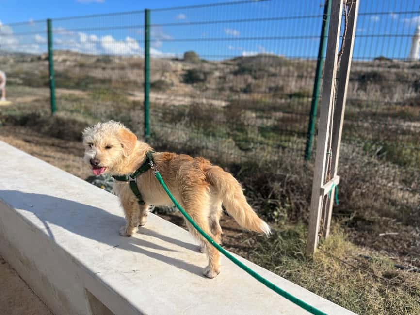 Paphos: Lighthouse Area Beach Walk with Rescue Dogs - Meeting the puppies near Paphos Lighthouse
